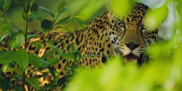 Concurso de fotografias destaca belezas naturais do Pantanal e Bacia do Alto Paraguai