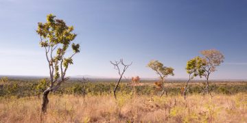 Dia Nacional do Cerrado
