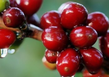 Chuvas pouparam maior parte dos cafezais de Minas