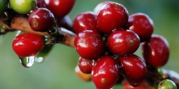 Chuvas pouparam maior parte dos cafezais de Minas