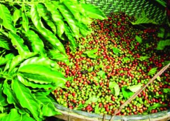 Cooabriel alerta sobre cuidados com a proximidade da safra de café