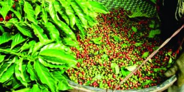 Cooabriel alerta sobre cuidados com a proximidade da safra de café