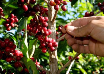 A força do cooperativismo Agro em tempos de pandemia