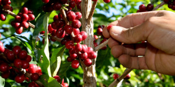 A força do cooperativismo Agro em tempos de pandemia
