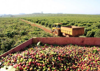 Coopercam prepara cartilha com medidas de segurança para a colheita de café