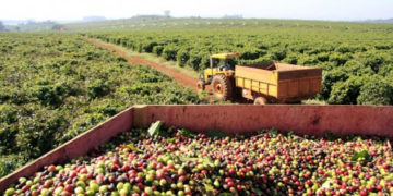 Coopercam prepara cartilha com medidas de segurança para a colheita de café