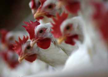 Cooperativa aumenta produção de ovos para atender demanda de quarentena