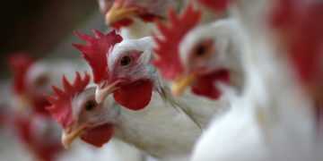 Cooperativa aumenta produção de ovos para atender demanda de quarentena