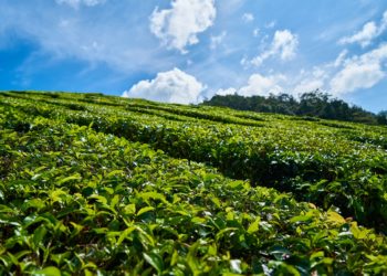 Projeto seleciona startups interessadas em apoiar cadeia agrícola durante a pandemia