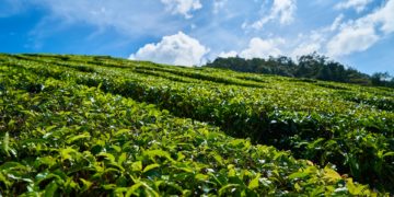 Projeto seleciona startups interessadas em apoiar cadeia agrícola durante a pandemia
