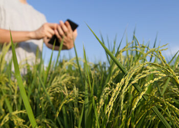 Agricultores familiares têm novo canal para comunicar perdas de alimentos