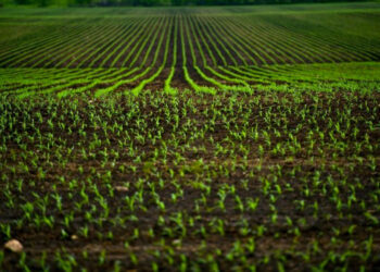 Cadastro Agroíntegro já recebe cooperativas