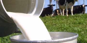 Produtores de leite do RJ poderão acessar linhas de crédito pelo Agrofundo