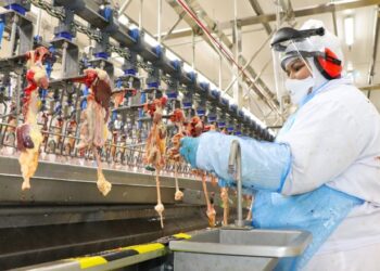 Dália pode exportar carne de frango a países de origem muçulmana