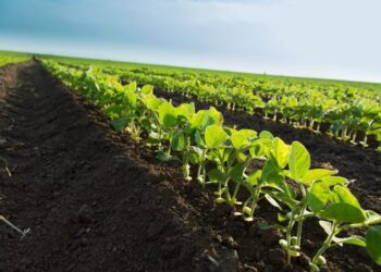 Justiça com as cooperativas agropecuárias