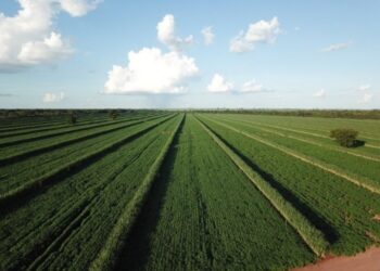 Cocamar promove parceria com usinas para rotação de soja e cana