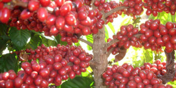 Café conilon