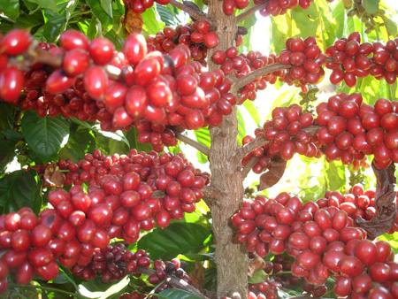 Produtor de café conilon do Brasil tenta recuperar mercado