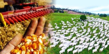 As cooperativas e o desenvolvimento regional