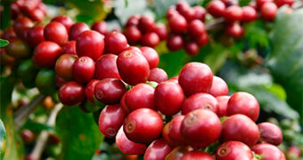 Dia Nacional do Café