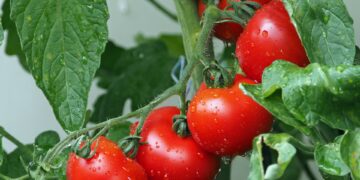 Produção_de_alimentos