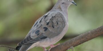 pomba-campestre