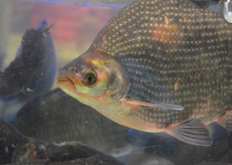 Criação de tilápia: Embrapa pesquisa viveiros paranaenses