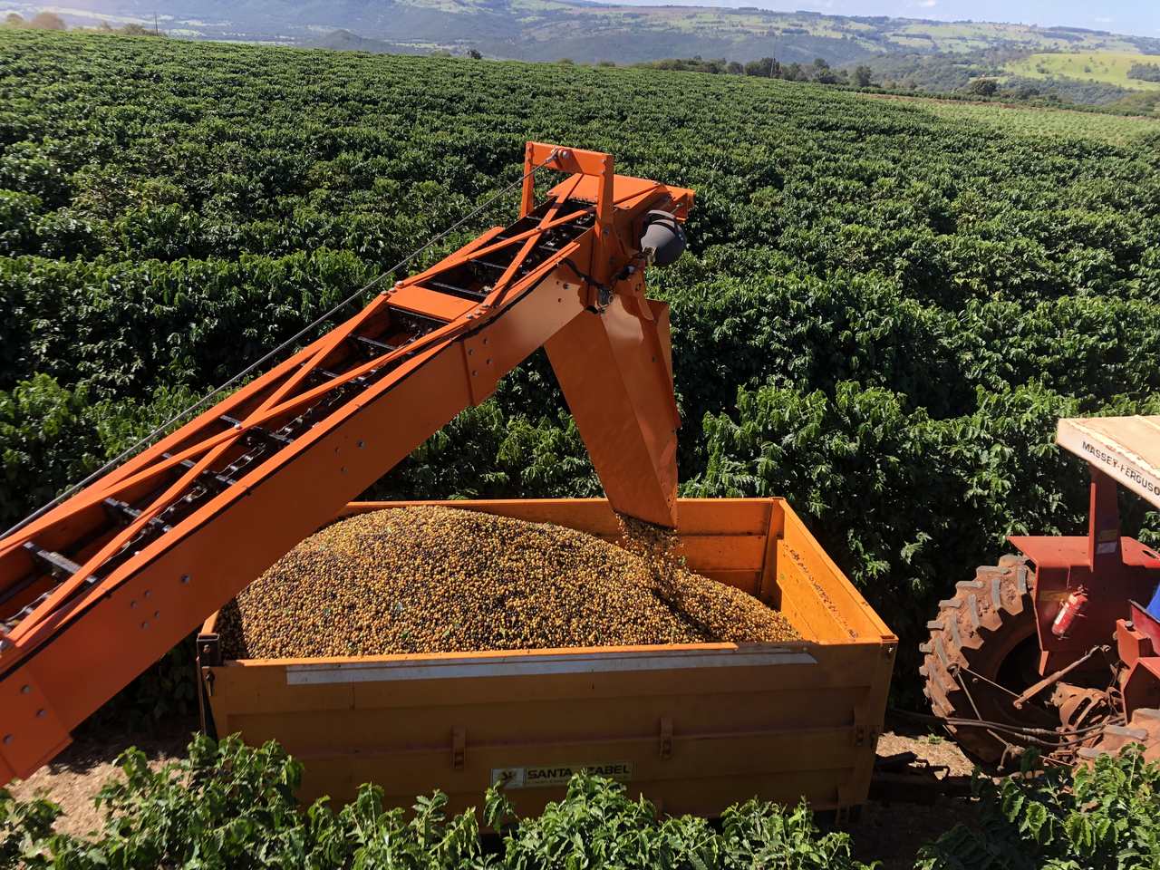 Produção De Café Bioinsumos Garantem Recorde De Sacas