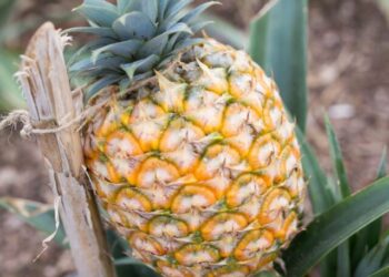 sara-cardoso-vM3Li2WVjVQ-unsplash