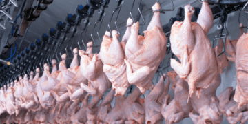 frango brasileiro