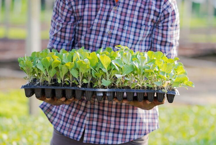 Agricultura familiar