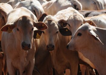 vacina-contra-febre-aftosa