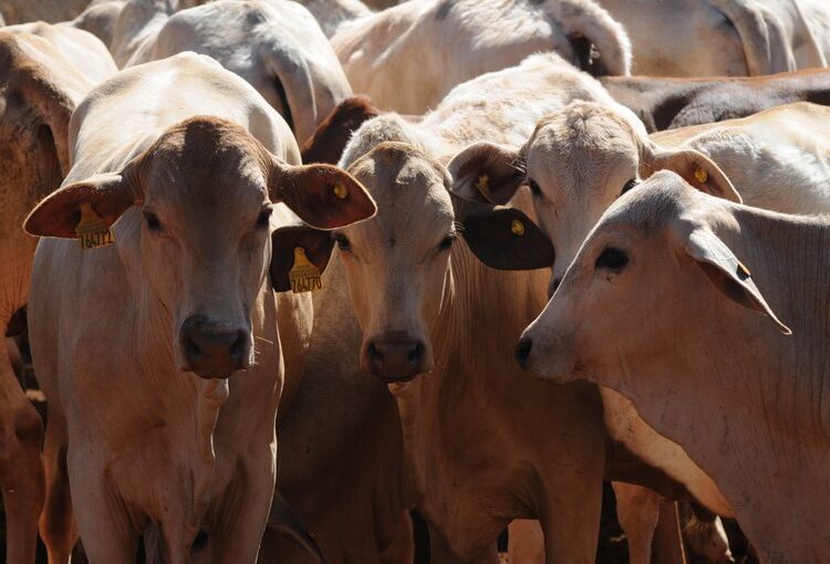 vacina-contra-febre-aftosa