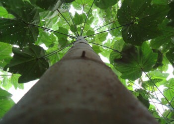 O pau-de-balsa é também uma alternativa para a recuperação de áreas degradadas nos próprios garimpos. Foto: Maurel Behling