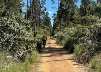 Incêndios florestais: a importância dos EPIs