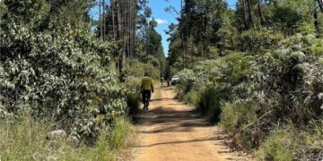 Incêndios florestais: a importância dos EPIs