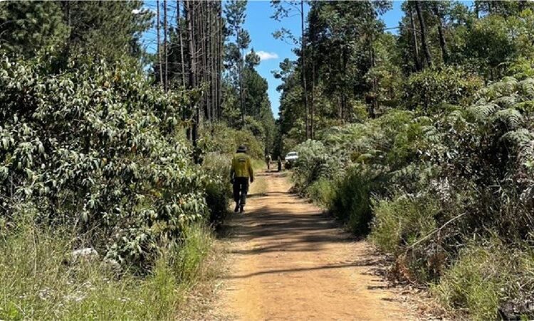 Incêndios florestais: a importância dos EPIs