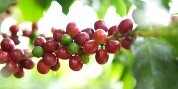 5º_forum_cafe_e_clima