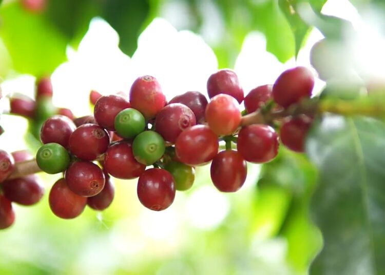 5º_forum_cafe_e_clima