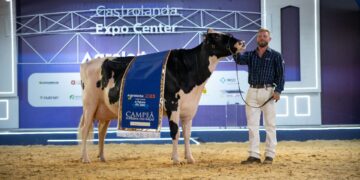 vaca holandesa