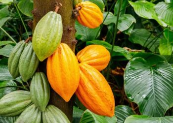 cooperativass de cacau