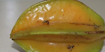 mosca-da-caramola