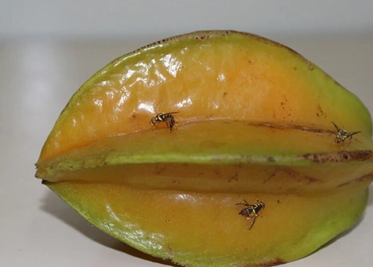 mosca-da-caramola
