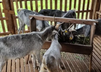 Caprinos e ovinos
