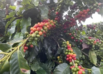 Dia internacional do café. Um cafeeiro cheio de fruto.