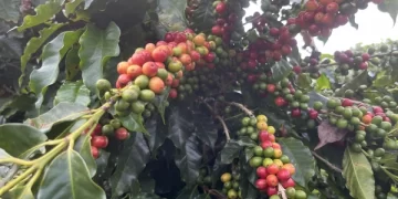Dia internacional do café. Um cafeeiro cheio de fruto.