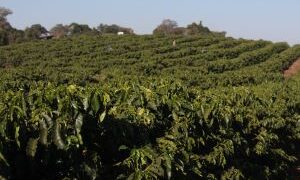 Laavoura de café