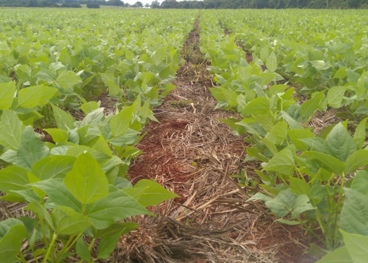 producão-de-feijão