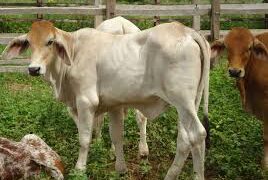 Zebu