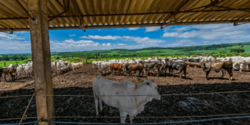 curso-tecnico-de-agropecuaria